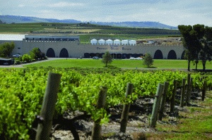 Taylors Wines celebrates 14 medals