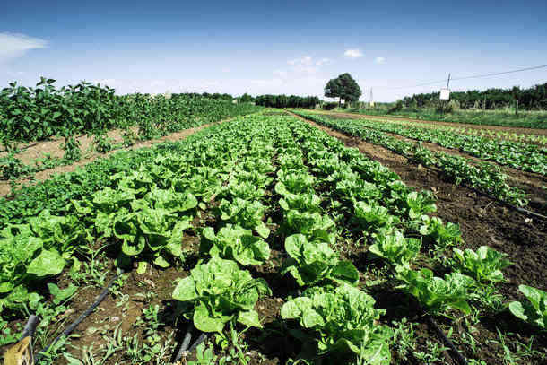 Gastro bug prompts investigation