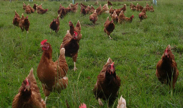 Supermarket war heats up