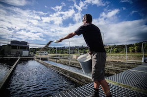 Hand feeding in the NZ King Salmon hatchery at Takaka.