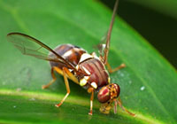 MPI-approved retailers for Auckland’s fruit fly zone