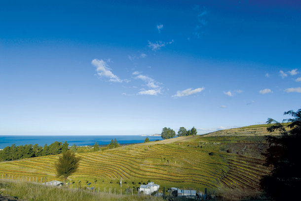 Wine of Show, Top Chardonnay, and Top Pinot Gris for Esk Valley Estate
