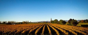 rsz_1nzln-wine_regions-vines