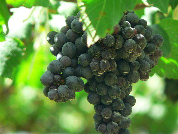 New Zealand Syrah beat French in international blind tasting