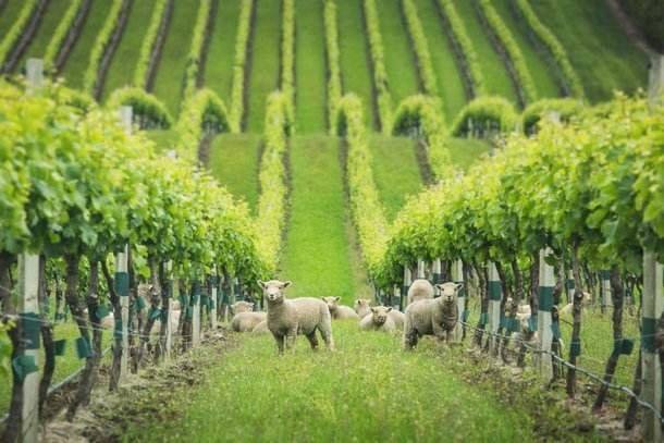 TripAdvisor Certificate of Excellence for Yealands Estate