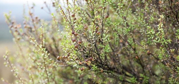 Cracking mānuka’s genetic code to fight myrtle rust