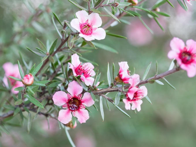 Is NZ’s Mānuka honey industry at risk?