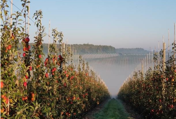 Kiwi apple JAZZ™ picks up top prize