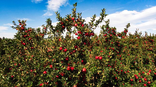 Fresh seasonal produce arrives in stores