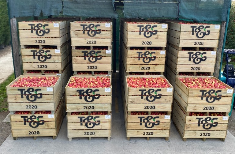 2020 apple harvest in full swing