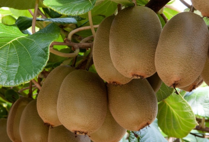$27-million boost for sustainable horticulture