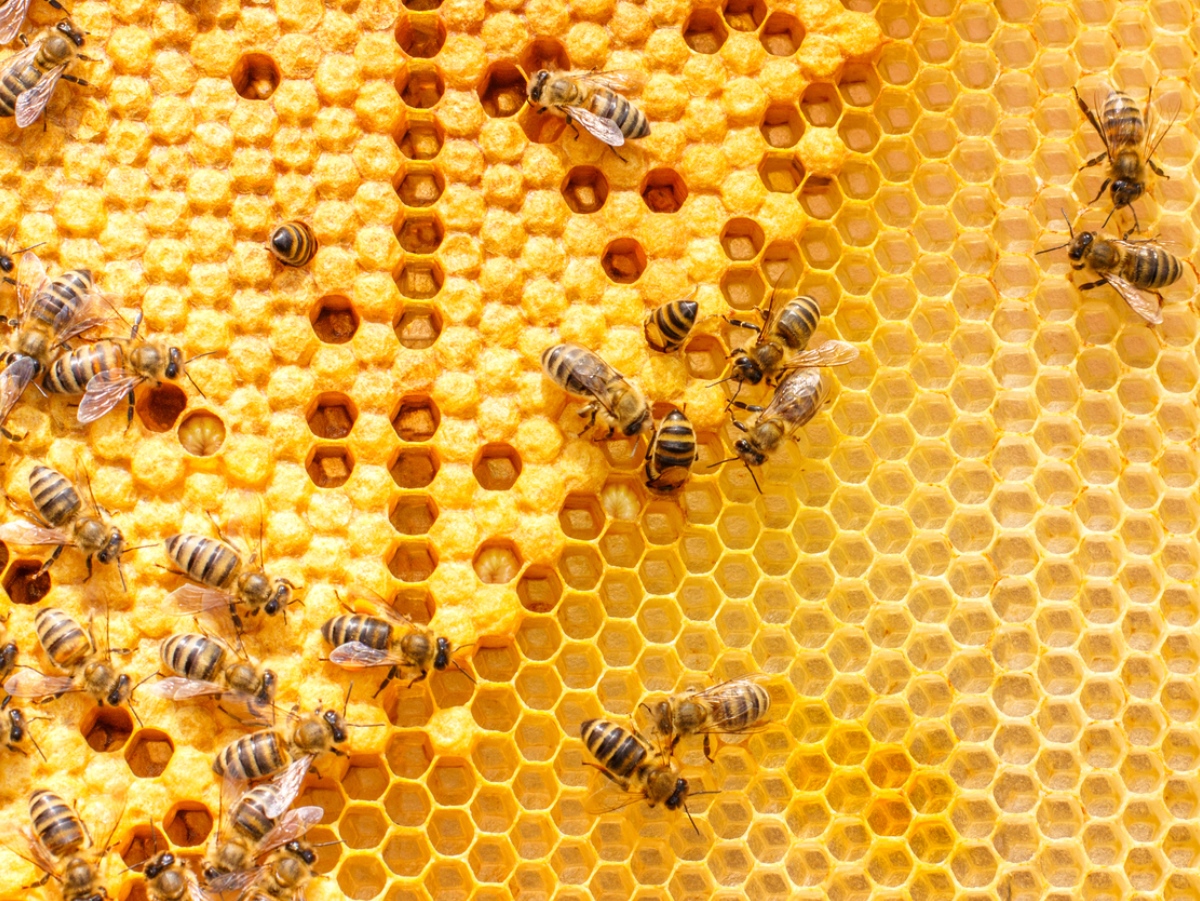 It’s Bee Aware Month!