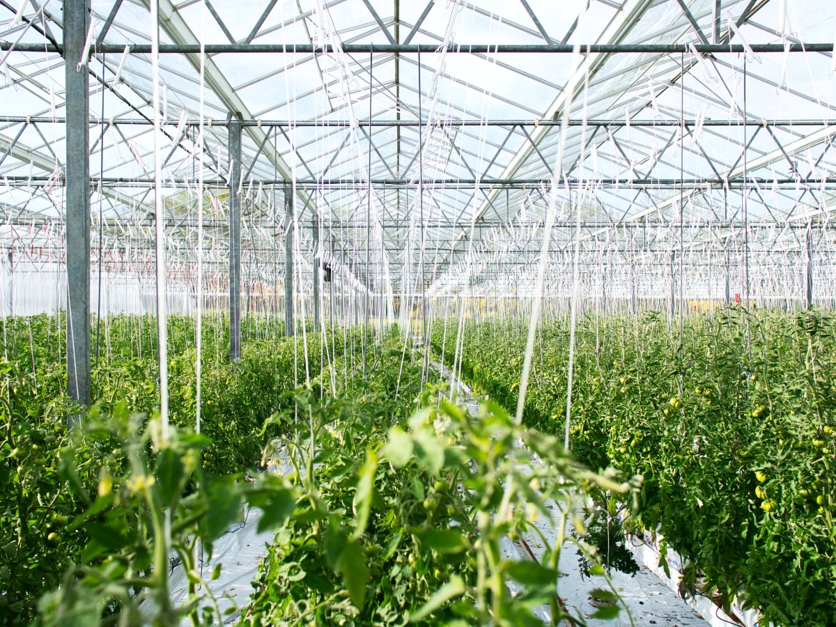 Applications open for Rabobank’s FoodBytes! pitch