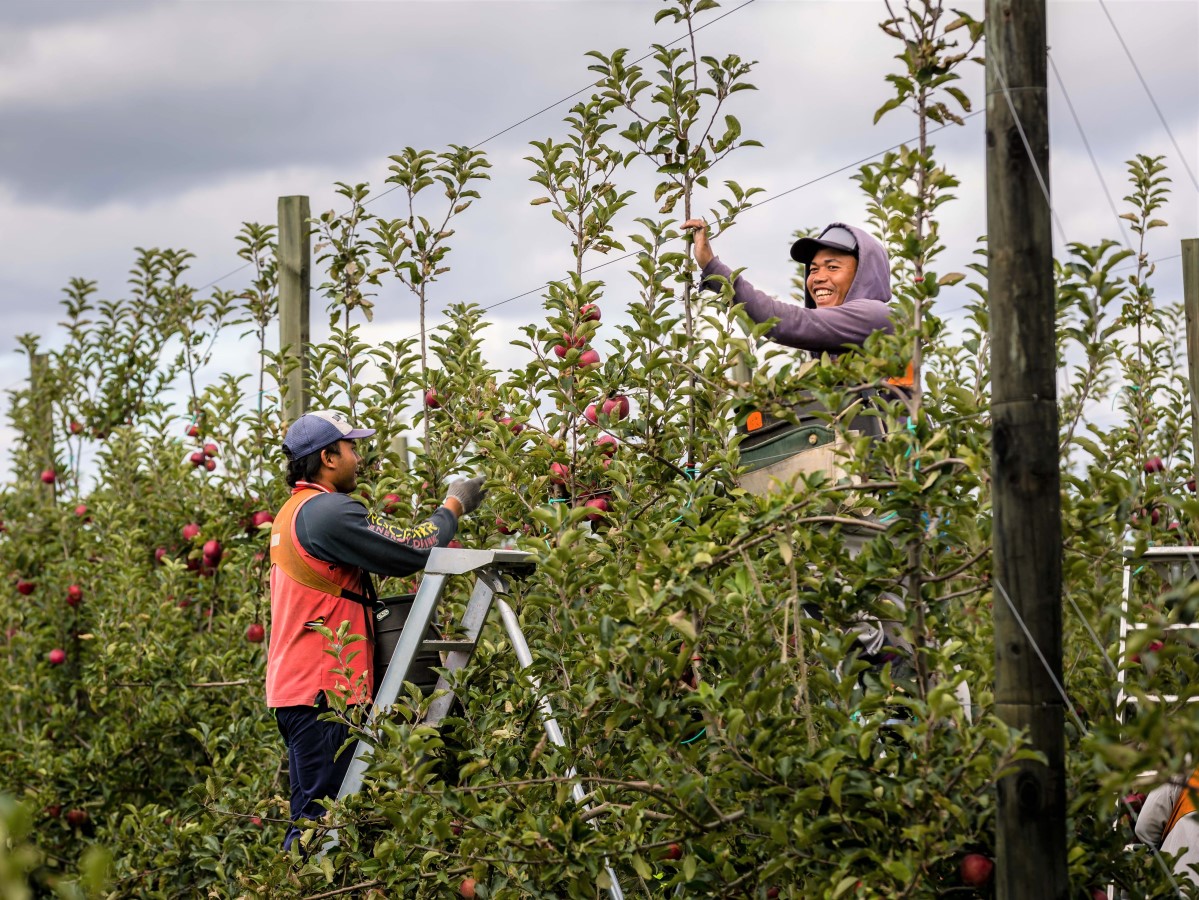 Desperate pleas to allow Pacific Island seasonal workers to return