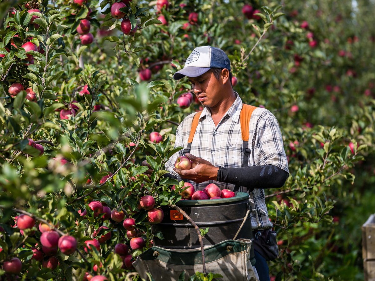 Organic Sector Strategy will add billions to NZ’s GDP