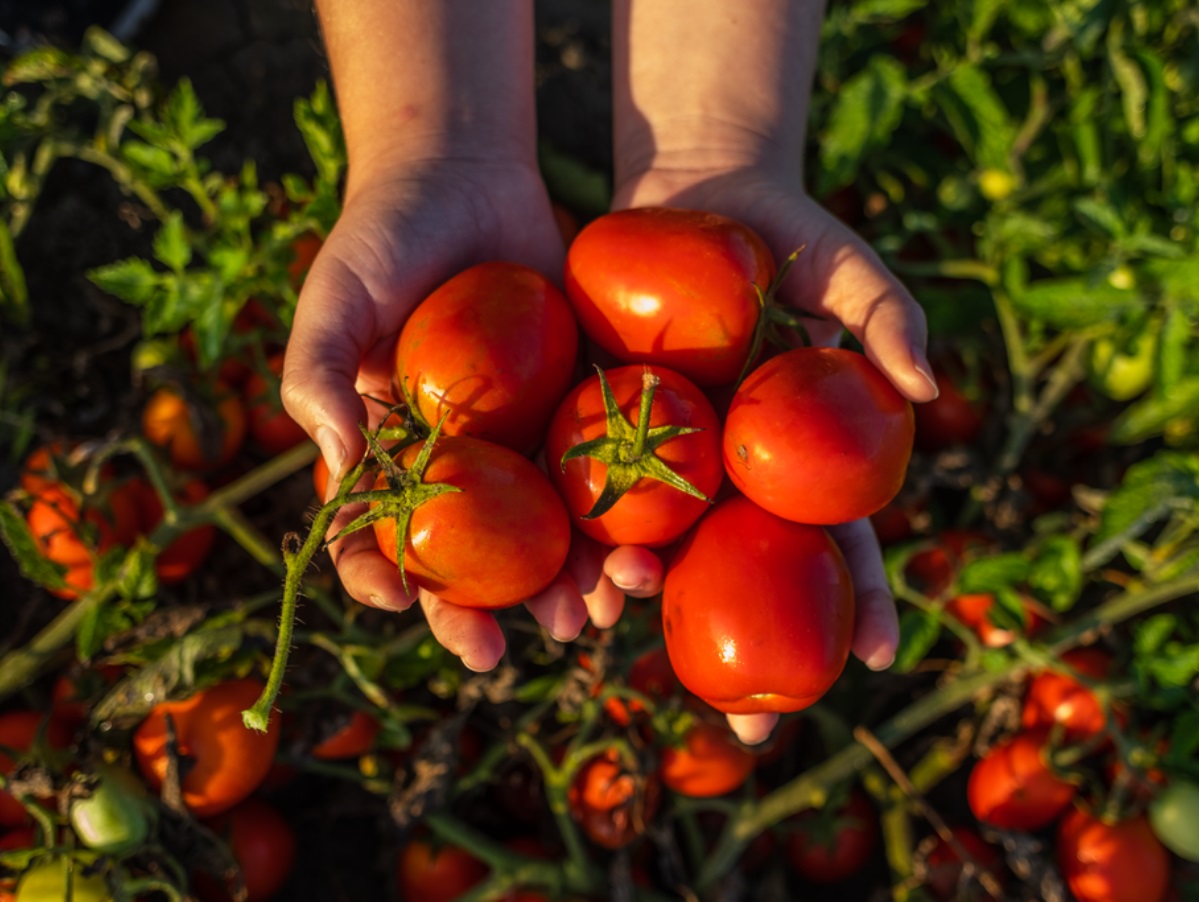 Record tomato harvest in Wattie’s 50-year history