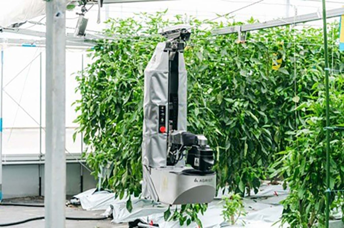 <strong>Can harvest robots solve labour shortages?</strong>