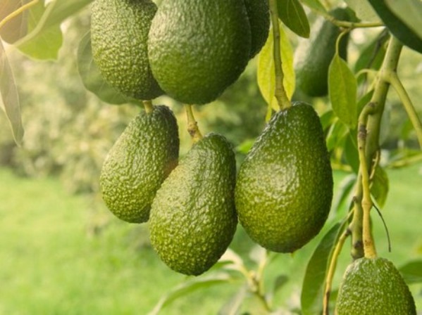 Make way for an avo-lanche