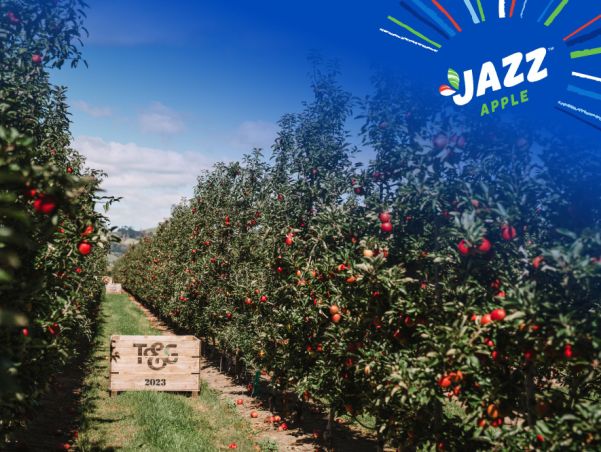 <strong>New season NZ apples headed for international markets</strong>