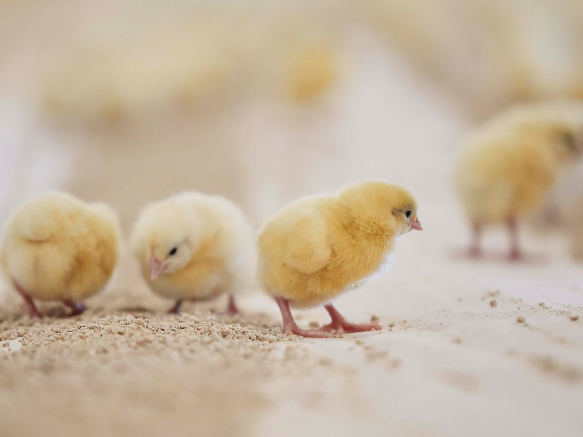 First SPCA badge of certification for barn raised chickens