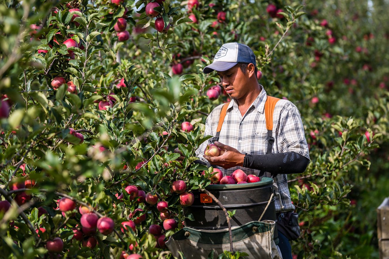 apple season