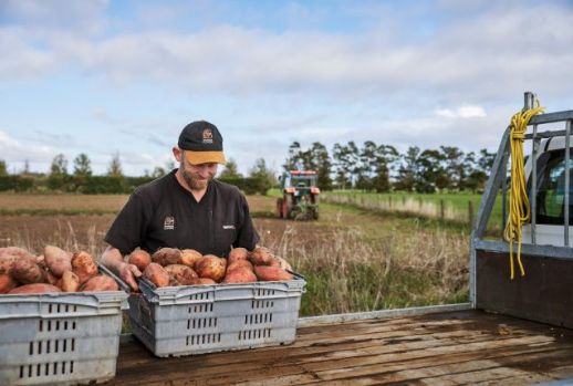 Kumara harvest